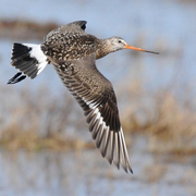Breeding plumage in flight. Note: black and white tail and pale gray face. Breeding plumage in flight. Note: black and white tail and pale gray face.